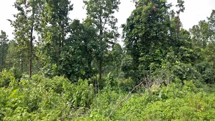 ट्री बैंक में पेड़ों का कर सकेंगे आदान-प्रदान, राजमहल कॉलेज व केंद्रीय संचार ब्यूरो की पहल