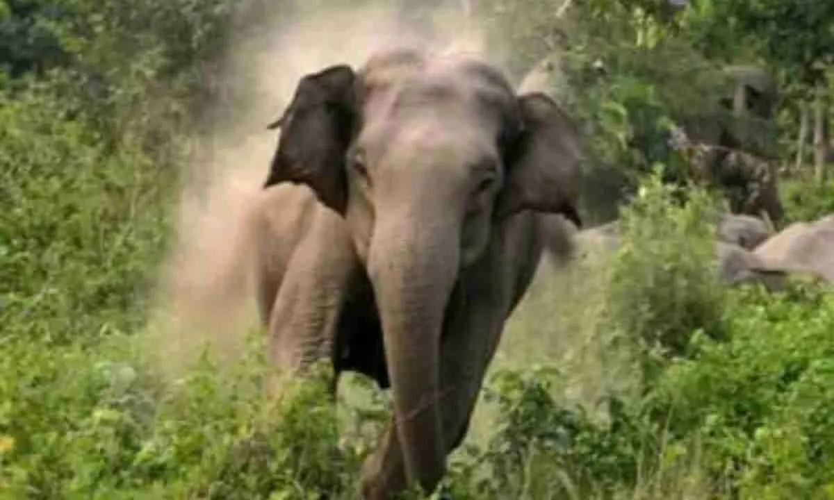 Hazaribagh News: जंगली हाथी के हमले में महिला की मौत, दो घायल