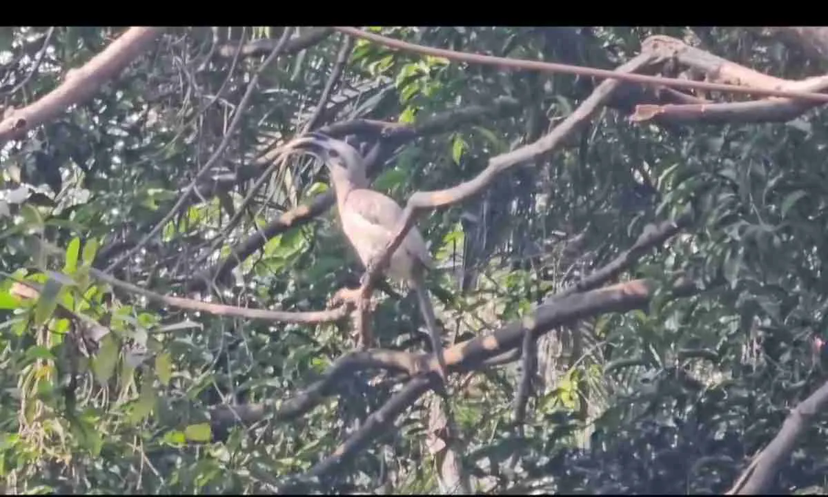 हजारीबाग में दिखा दो चोंच वाला पंछी, डायपर फार्मूला पर चलता है पूरा जीवन