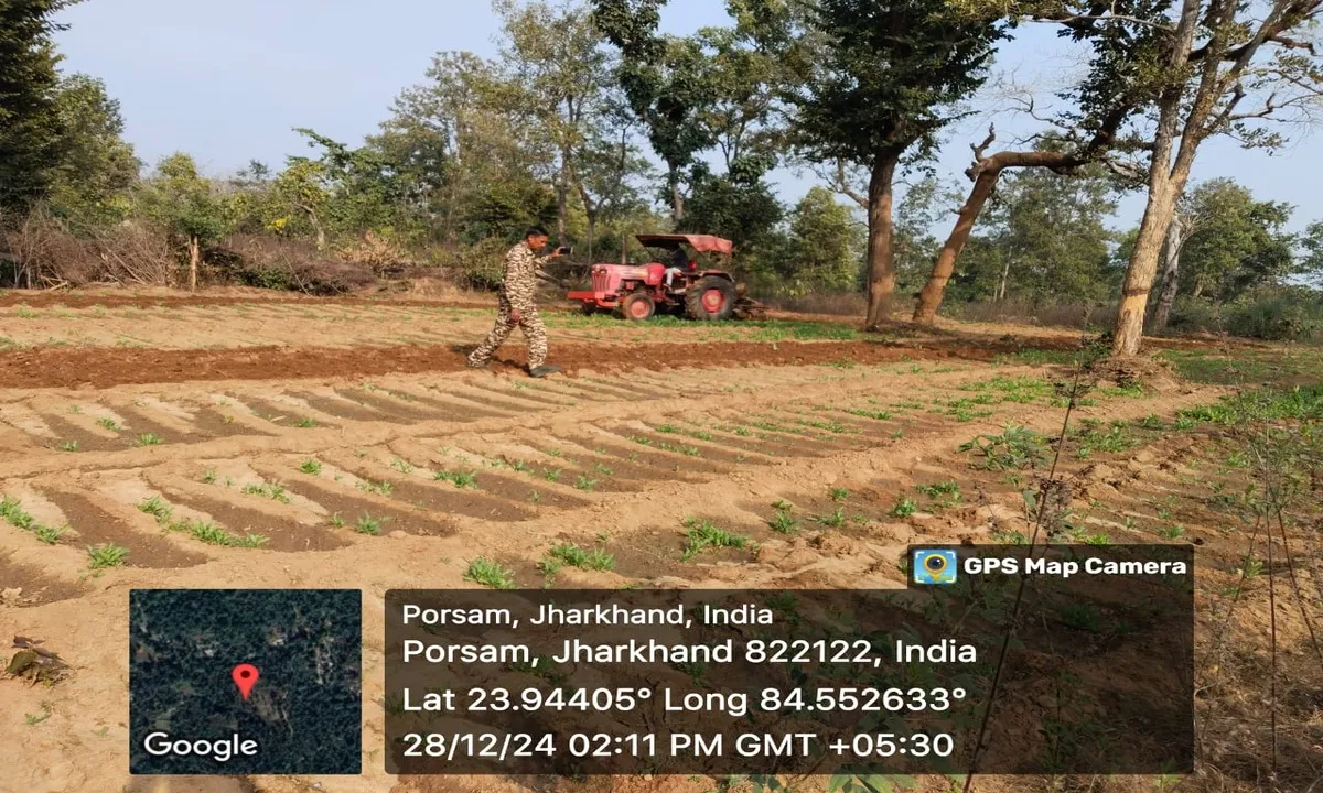 Palamu news: पलामू पुलिस की बड़ी कार्यवाई, 10 एकड़ में लगे अवैध अफीम को किया विनष्ट 