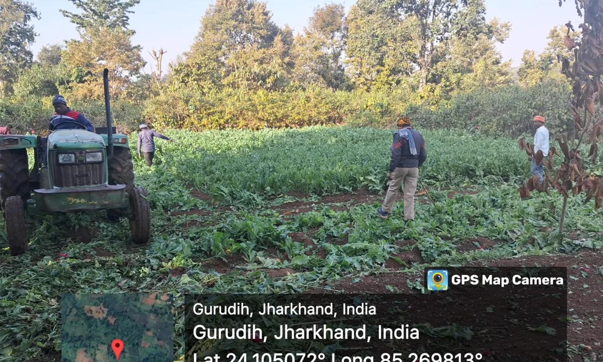 Hazaribagh news: कटकमसांडी पुलिस की करवाई, अफीम की खेती किया नष्ट 