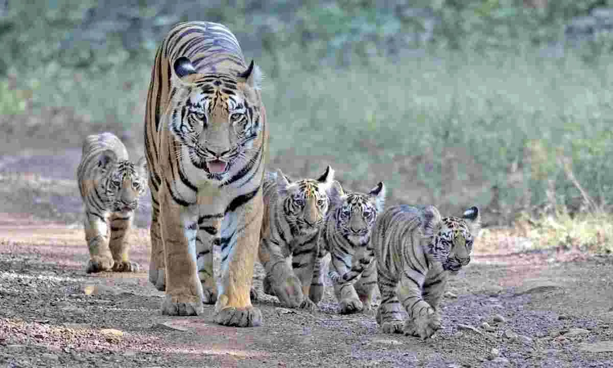 International Tiger Day: दुनिया के 75% बाघ भारत में, जानिए कहां है सबसे ज्यादा टाइगर