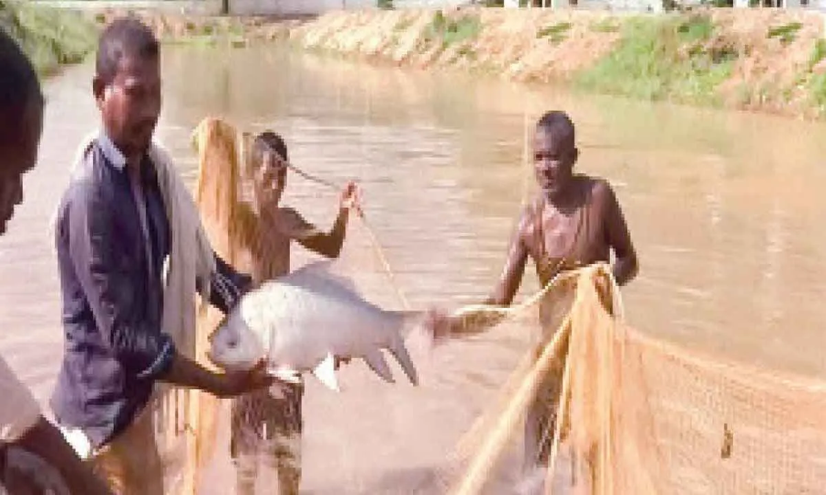 हथियार छोड़ गांव में लहराया उम्मीद का जाल, ओमप्रकाश साहू बने मत्स्य पालन से मिसाल