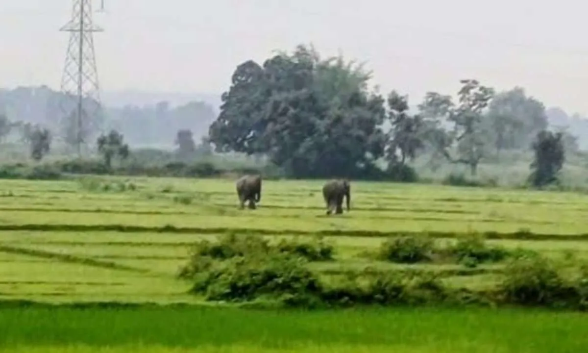 Koderma News: हाथियों ने मचाया उत्पात, लोगों में दहशत