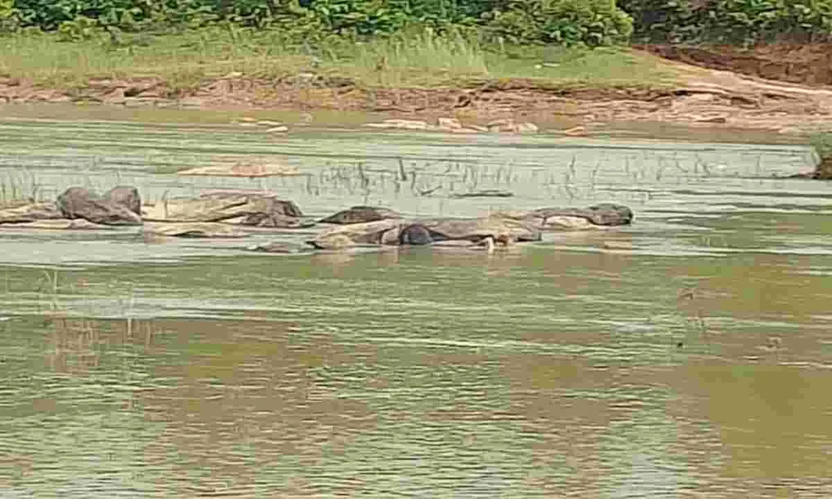 Giridih News: उसरी नदी में मिला व्यक्ति का शव, पुलिस ने भेजा पोस्टमॉर्टम के लिए