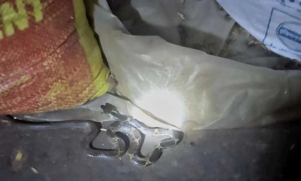 Hazaribagh News: दो लोगों को जहरीले सांप ने काटा, हुए रिम्स रेफर