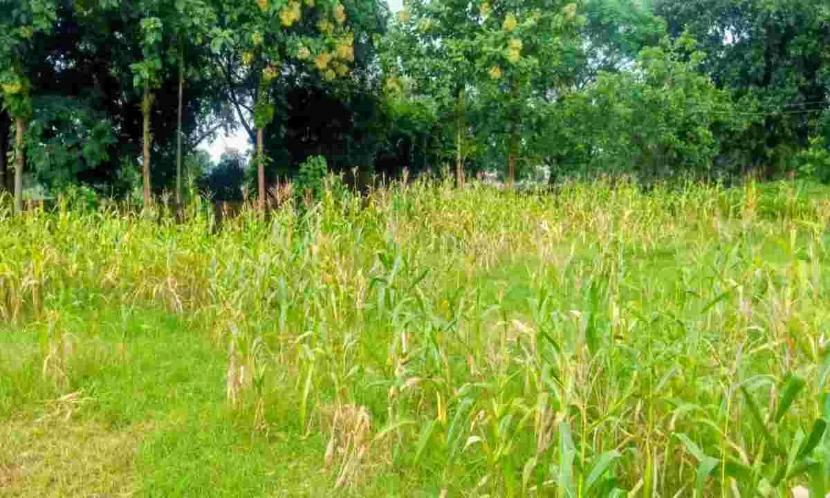 Koderma News: लगातार बारिश से फसलों को पहुंच रहा नुकसान, कृषक परेशान