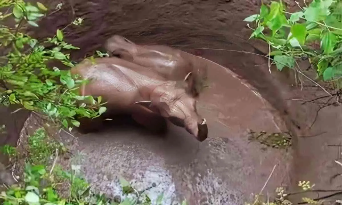 वन विभाग ने रेस्क्यू ऑपरेशन चला कर कुएं में फंसे हाथियों को बचाया