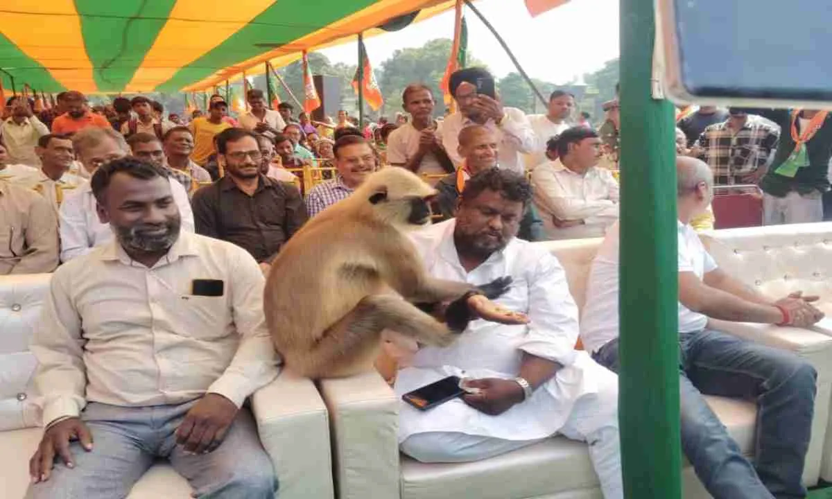 घाटशिला चुनावी सभा में लंगूर बना अप्रत्याशित मेहमान