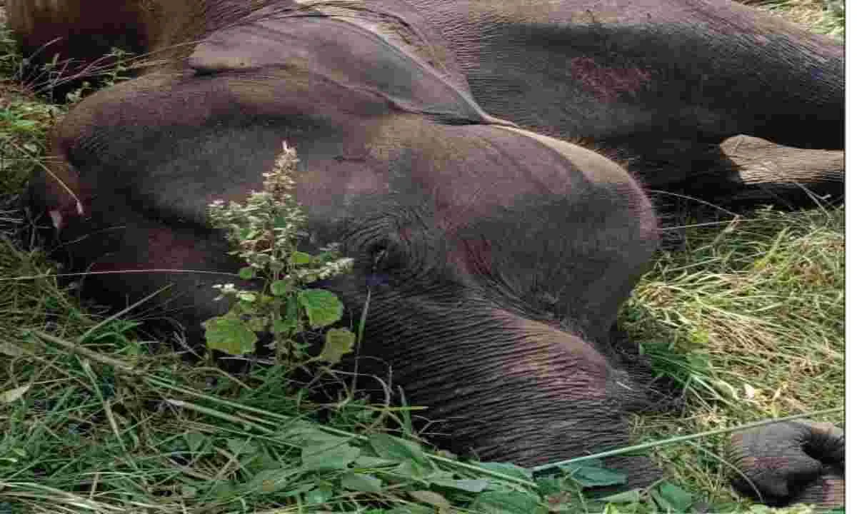 पलामू टाइगर रिजर्व में जंगली हाथी की मौत, वन विभाग जांच में जुटा