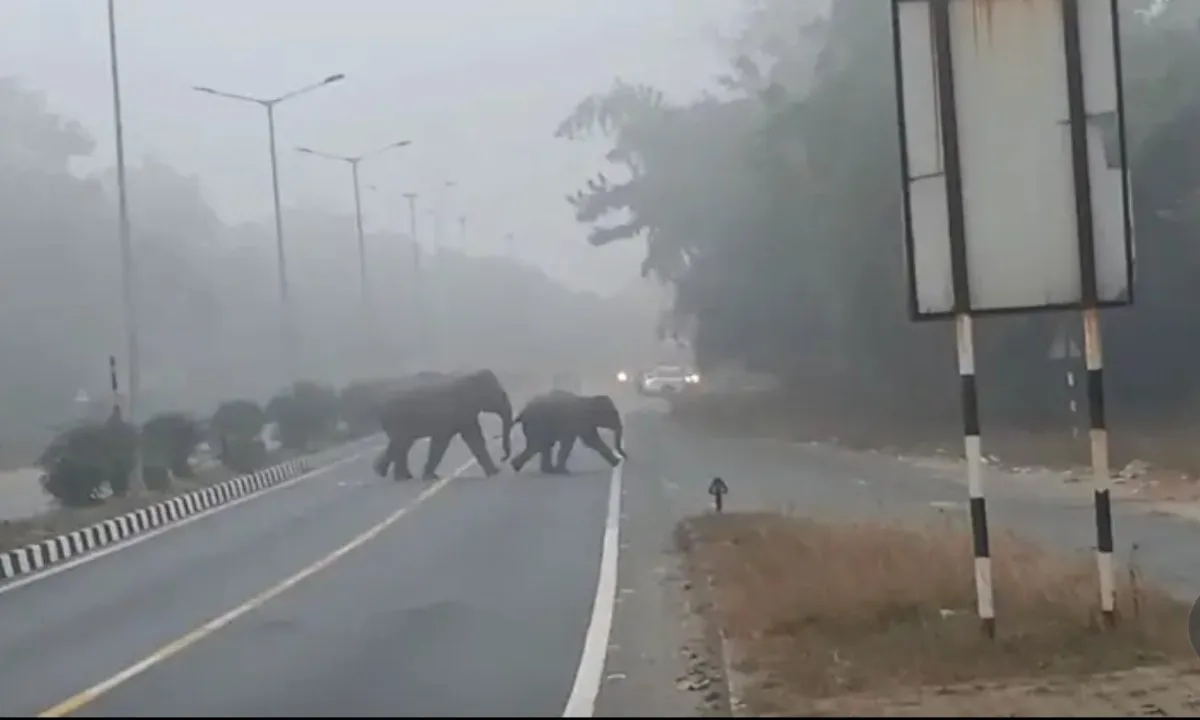 रामगढ़ में जंगली हाथियों का आतंक, एनएच-33 पर पहुंचा हाथी, घंटों ठप रहा यातायात
