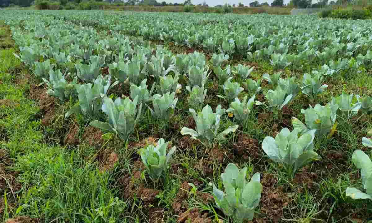 250 बीघा खेत में सिचाई संकट, पानी की कमी बनी बड़ी चुनौती