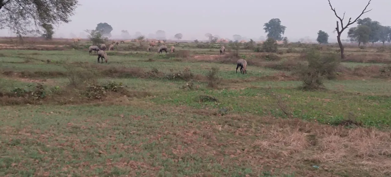 नीलगाय के आतंक से चैनपुर के किसानों की 50 एकड़ फसल बर्बाद, वन विभाग पर कार्रवाई न करने का आरोप