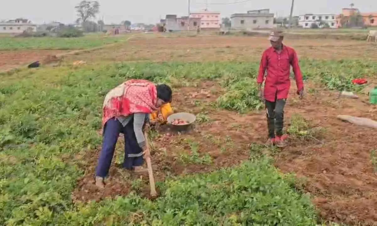 Hazaribagh News : इचाक के आलू की देशभर में बढ़ी डिमांड, दूर-दूर से आते हैं व्यापारी