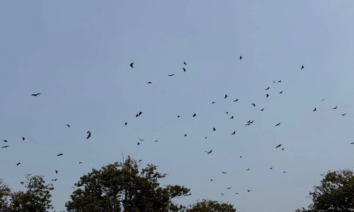 दुमका के जंगलों में मिला दुर्लभ फ्लाइंग फॉक्स समूह, युवा शोधकर्ता की बड़ी उपलब्धि