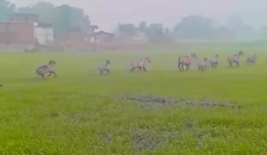 Palamu News : हुसैनाबाद में नीलगायों का आतंक गेहूं-सब्जी बर्बाद, खेती छोड़ने को मजबूर किसान