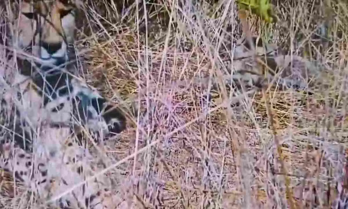 मध्य प्रदेश के कूनो पार्क में फिर गूंजी खुशखबरी, चीता आशा बनी मां