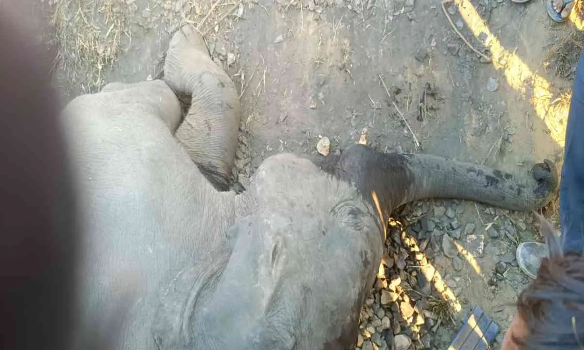लातेहार में मालगाड़ी की चपेट में आया हाथियों का झुंड, हाथी के बच्चे की मौत