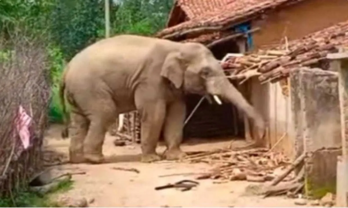 Chaibasa News : सीमावर्ती गांवों में हाथी का आतंक, छह से अधिक गांवों में दहशत का माहौल