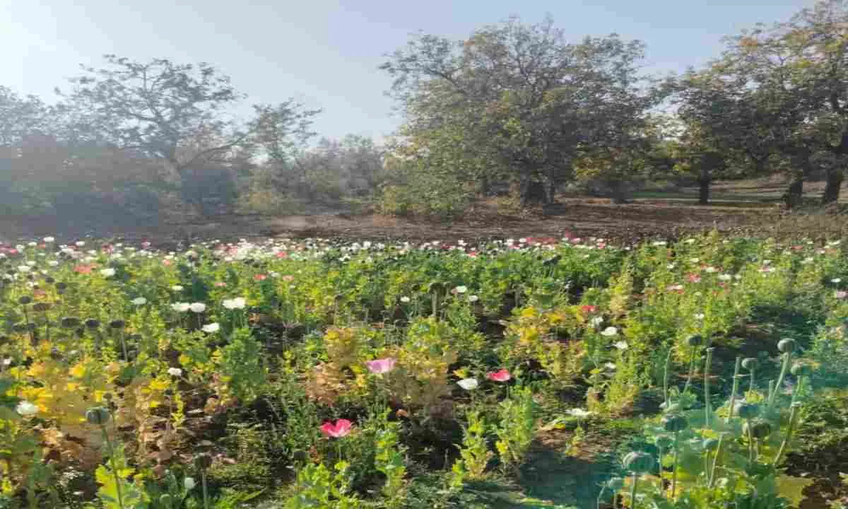 पांकी थाना क्षेत्र में अवैध अफीम/पोस्ता की खेती पर पुलिस की कार्रवाई, 4 कट्ठा फसल विनष्ट