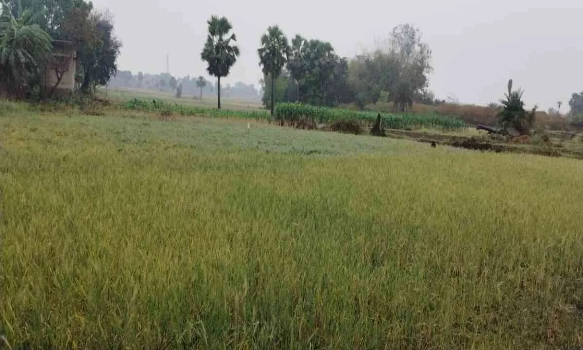 Sahebganj News : चैत में कुदरत का कहर, झमाझम बारिश से फसलें तबाह