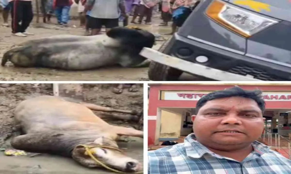 Sahebganj News: गौ-तस्करी की कोशिश नाकाम, ग्रामीणों ने रात के अंधेरे में पकड़ी मवेशियों से लदी पिकअप