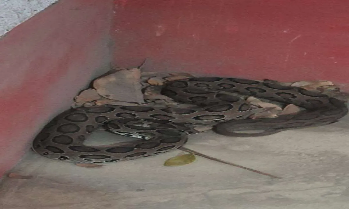 महेशपुर में मिला खतरनाक रसेल वाइपर सांप, वन विभाग ने किया सुरक्षित रेस्क्यू