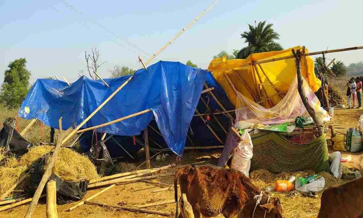 Koderma News:  हाथियों का तांडव, 2 लोगों की मौत, 6 मवेशी मारे