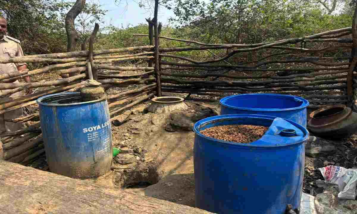 Hazaribagh News: चौपारण में उत्पाद विभाग का बड़ा एक्शन: 2 टन जावा महुआ किया गया नष्ट