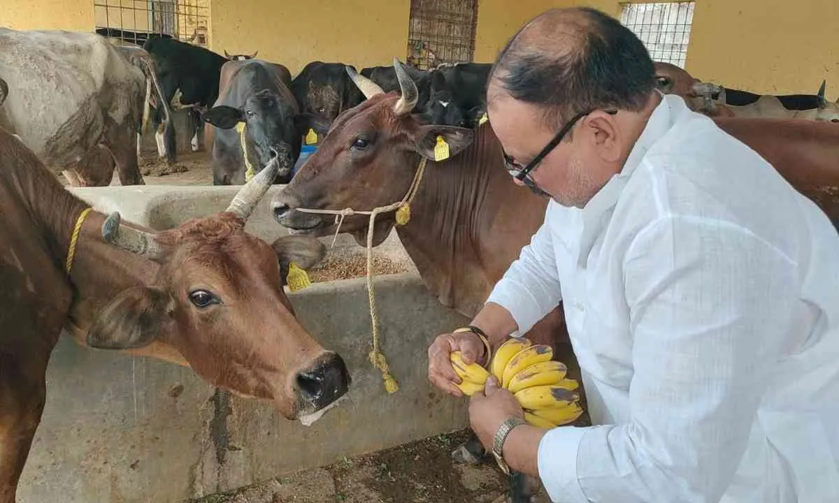 Koderma News: चैत्र नवरात्रि पर समाजसेवी वीरेंद्र यादव ने गौ-सेवा से की नववर्ष की शुरुआत