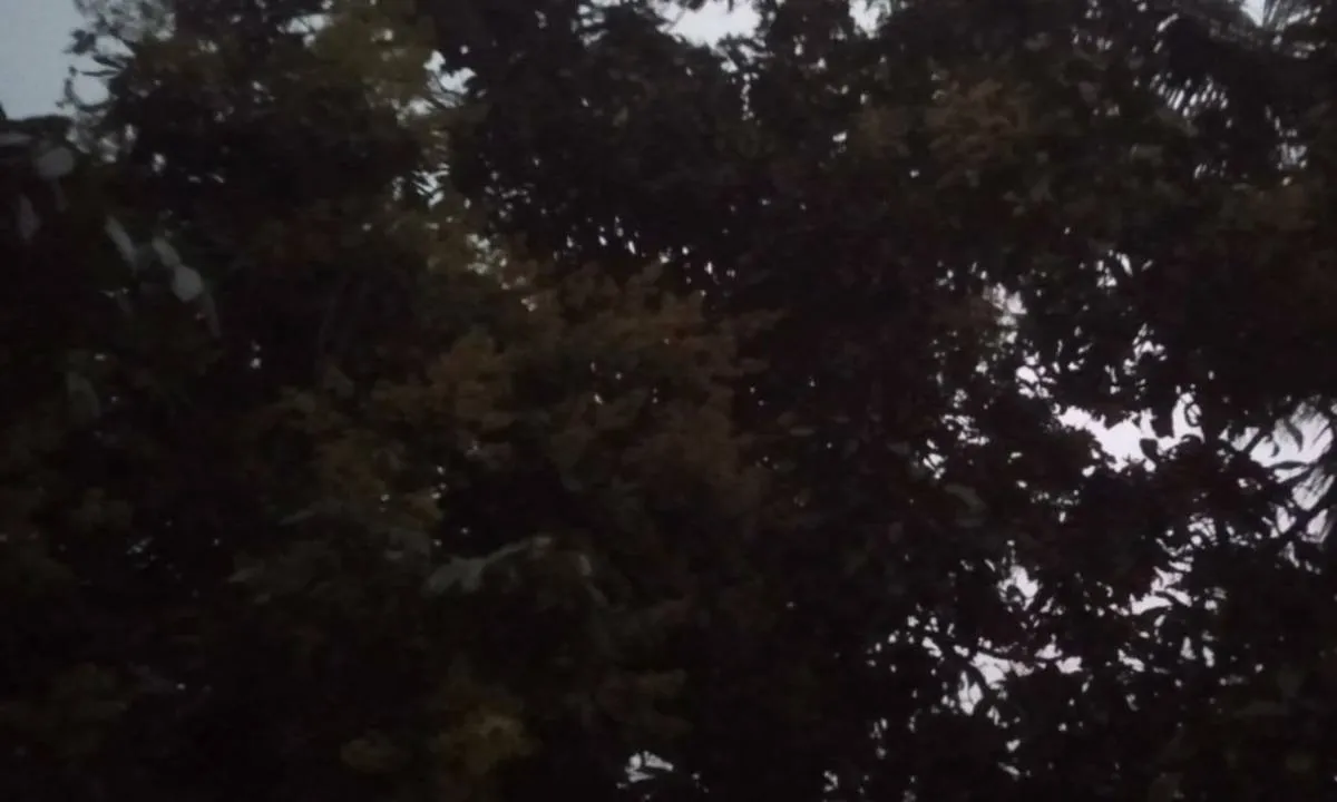 Sahebganj News: हल्के मेघ गर्जन और मध्यम हवा के साथ हल्की बारिश