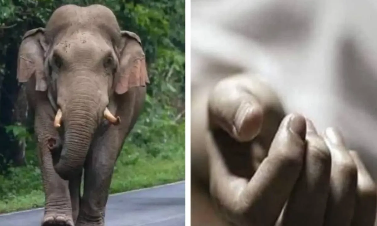 Koderma News: हाथियों का तांडव: दो लोगों को कुचलकर मारा, एक घायल 