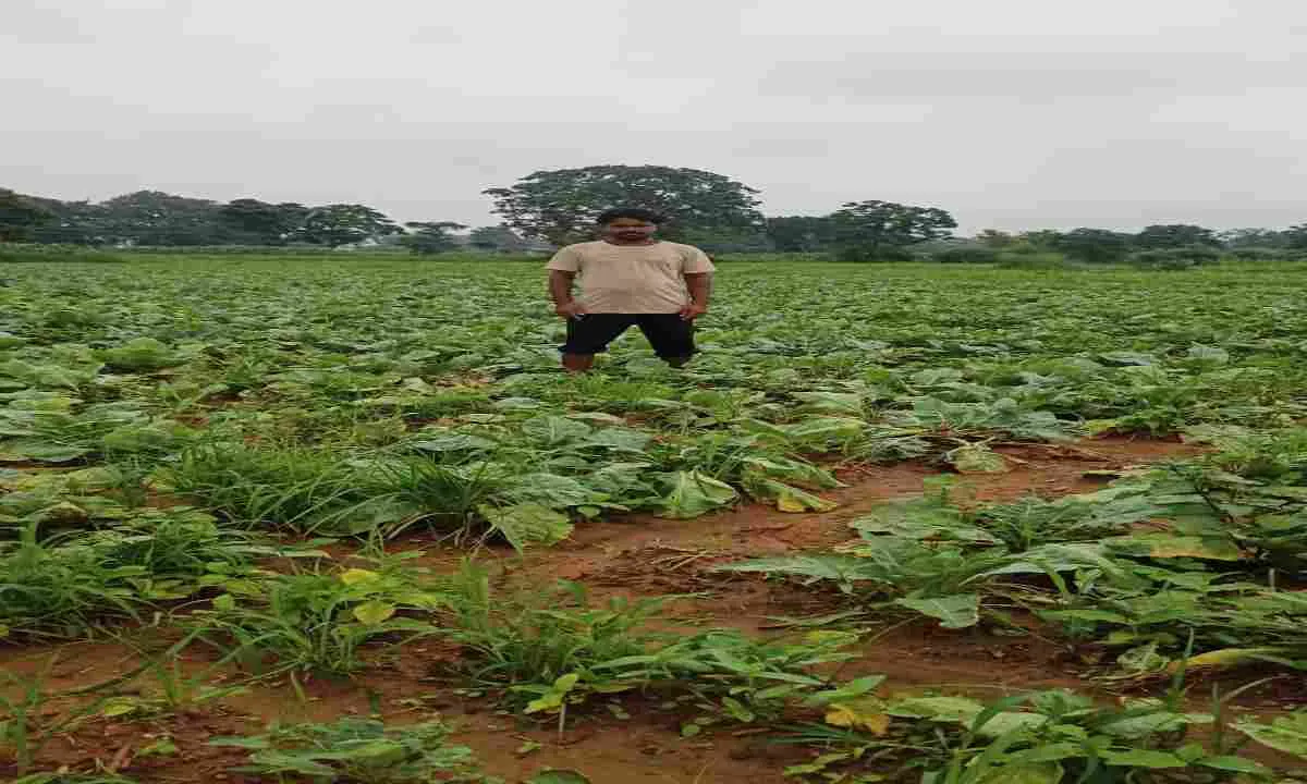 Lohardaga News : ओलावृष्टि से फसलों को भारी नुकसान, किसान परेशान