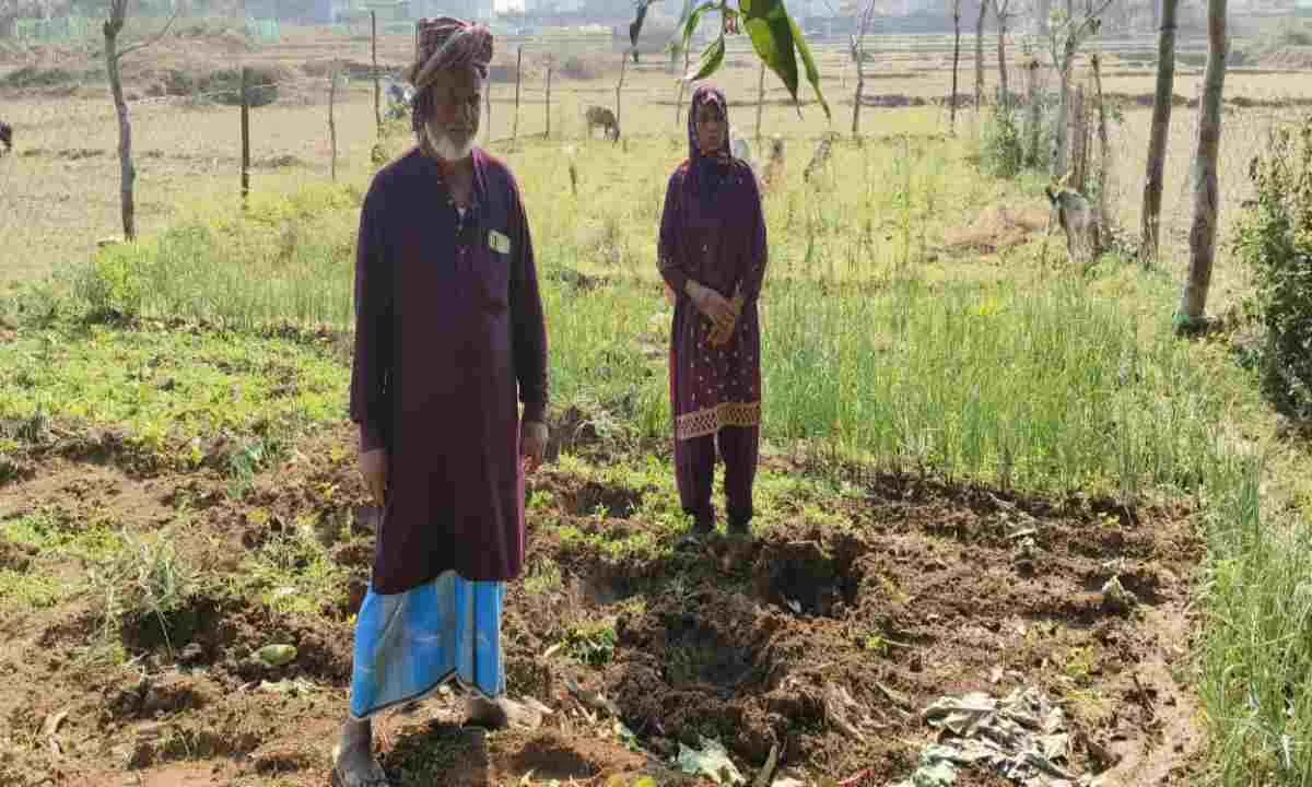 Koderma News: जंगली हाथी का तांडव, किसानों की खून-पसीने की फसल रौंदी