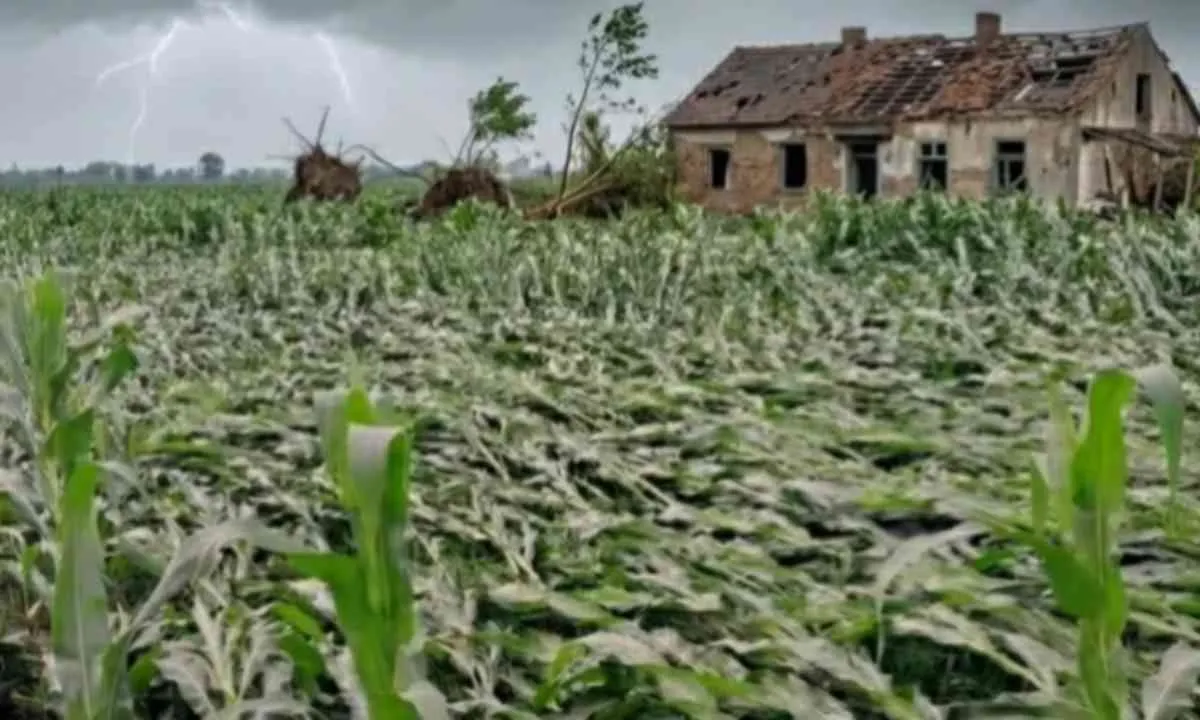 Sahebganj News: आंधी-तूफान ने मचाई भारी तबाही, गेहूं और मक्का की फसलें बर्बाद