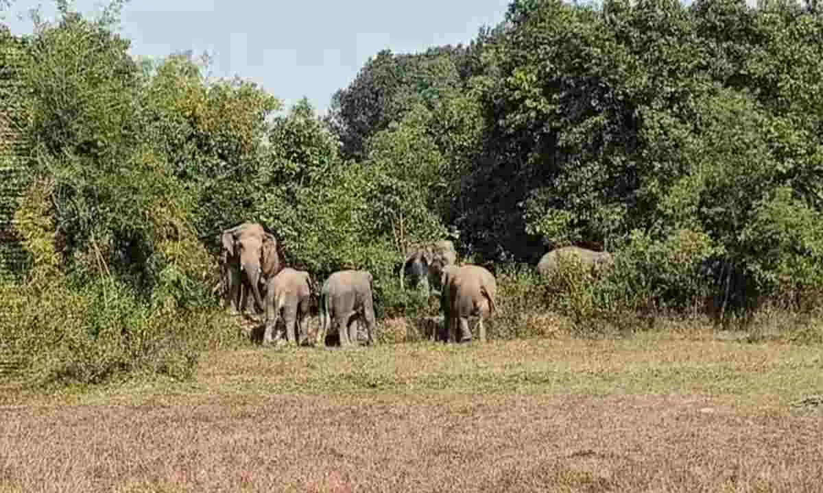 Giridih News: 'गजराज' का डेरा: झुंड से बिछड़े हाथियों ने बढ़ाई धड़कनें, दहशत में ग्रामीण