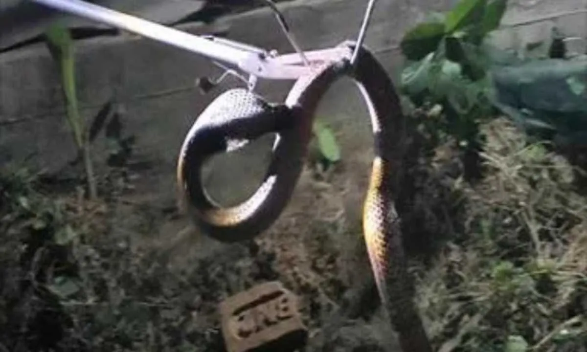 Pakur News: वनकर्मी ने स्पैक्ट्रल कोबरा का रेस्क्यू कर सुरक्षित जंगल में छोड़ा