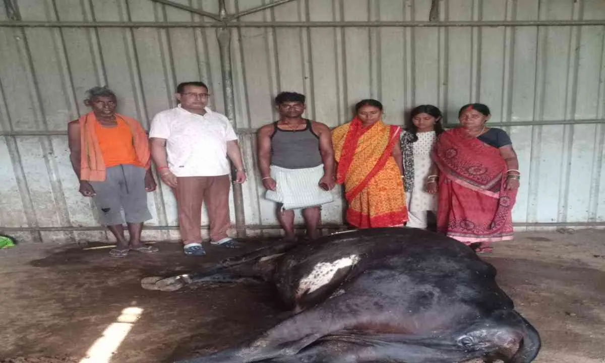Ramgarh News: जहरीले सांप के काटने से दुधारू गाय की मौत, किसान पर टूटा दुखों का पहाड़