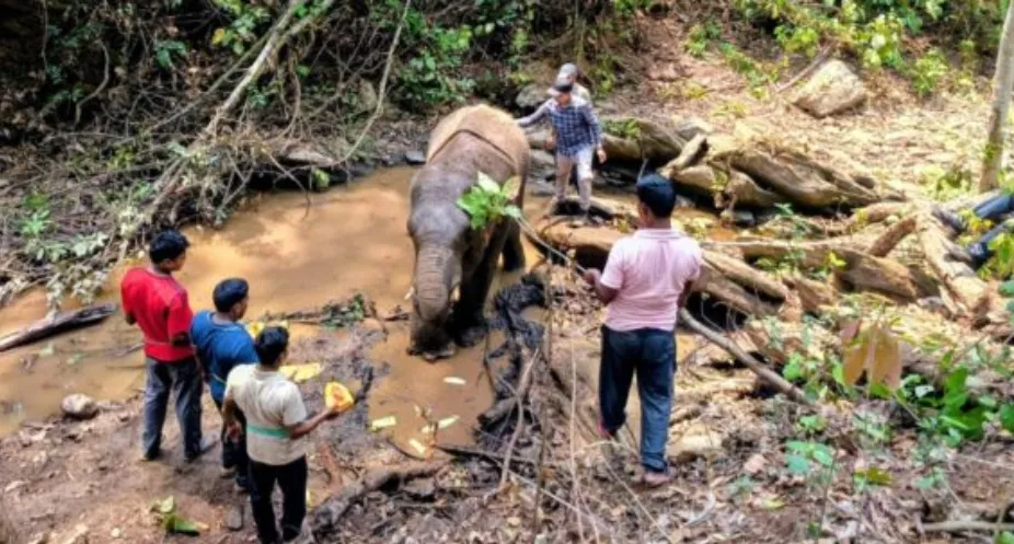 सारंडा जंगल में IED ब्लास्ट से घायल हाथी की मौत, एक सप्ताह तक चला इलाज