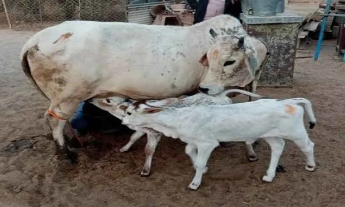 Sahebganj News: पशु तस्करों के लिए 'सेफ जोन' बना बोरियो प्रखंड, बेनकाब हुआ तस्करी का नया रूट