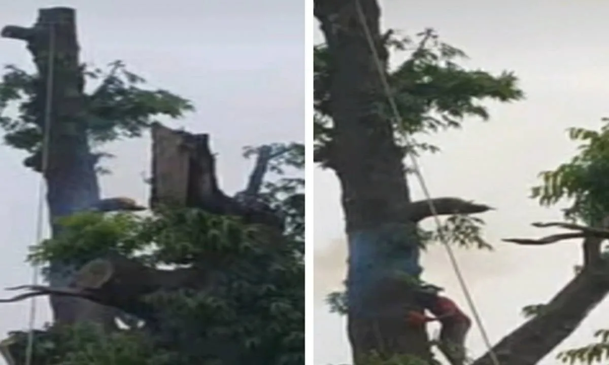 Sahebganj News: माल गोदाम से स्टेशन तक अशोक के पेड़ों की छंटाई शुरू, आंधी-बारिश में गिरने का रहता था डर