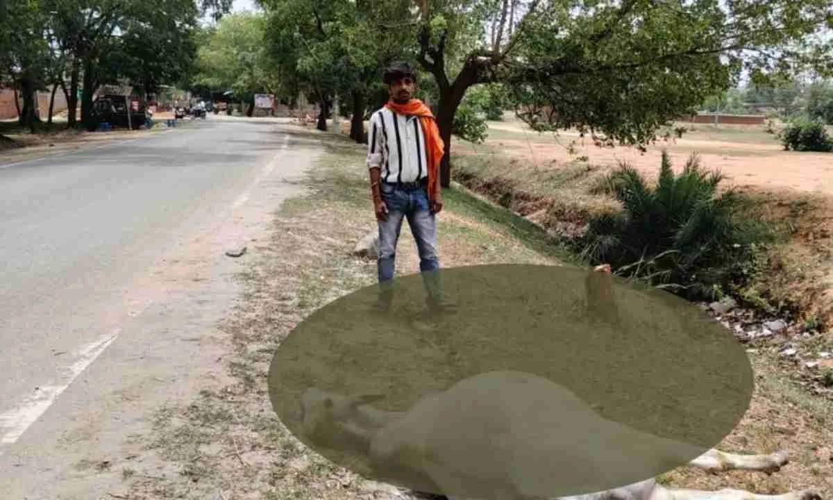 सरिया में बिजली विभाग की बड़ी लापरवाही, हाईटेंशन तार गिरते ही बैल जिंदा जला, मुआवजे की मांग तेज