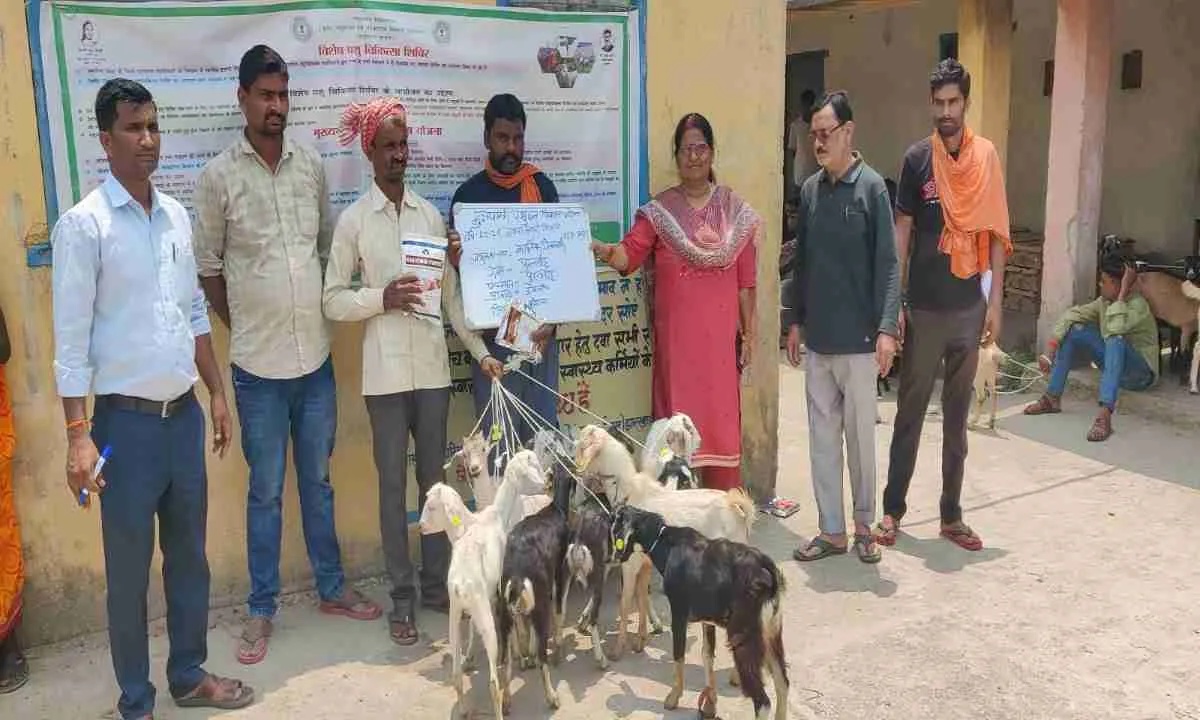 Koderma News: मुख्यमंत्री पशुधन विकास योजना की धूम, लाभुकों के बीच बकरे और ब्रॉयलर मुर्गी का वितरण