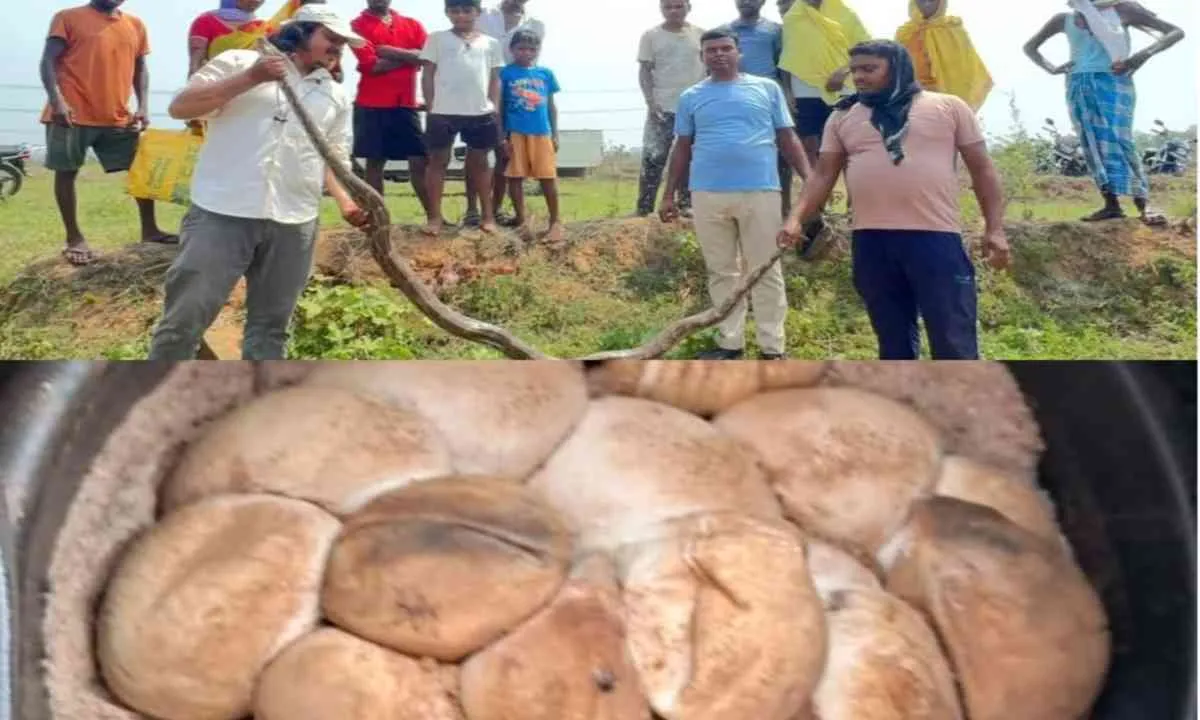 Dhanbad News: 10 फीट लंबा विशालकाय अजगर बरामद, आनपूरा गांव के खेत से 32 अंडे भी सुरक्षित रेस्क्यू