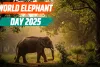 World Elephant Day 2025: भारत में हाथी संरक्षण, सफलता की कहानी और भविष्य की चुनौतियाँ