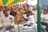 घाटशिला चुनावी सभा में लंगूर बना अप्रत्याशित मेहमान