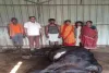 Ramgarh News: जहरीले सांप के काटने से दुधारू गाय की मौत, किसान पर टूटा दुखों का पहाड़