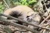 Giridih News: धोवारी जंगल में मिला मादा हाथी का शव, पलाश की जड़ों में फंसा था सिर