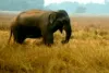 लोहरदगा में जंगली हाथी का तांडव, खेत में काम कर रही महिला को कुचलकर मार डाला
