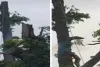 Sahebganj News: माल गोदाम से स्टेशन तक अशोक के पेड़ों की छंटाई शुरू, आंधी-बारिश में गिरने का रहता था डर